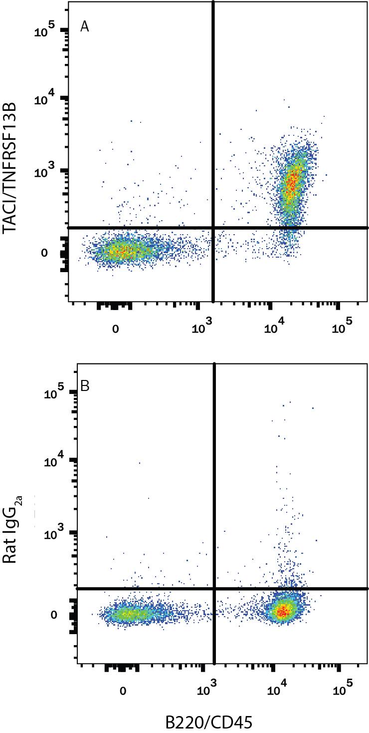 Detection of TACI/TNFRSF13B antibody in Mouse Splenocytes antibody by Flow Cytometry.