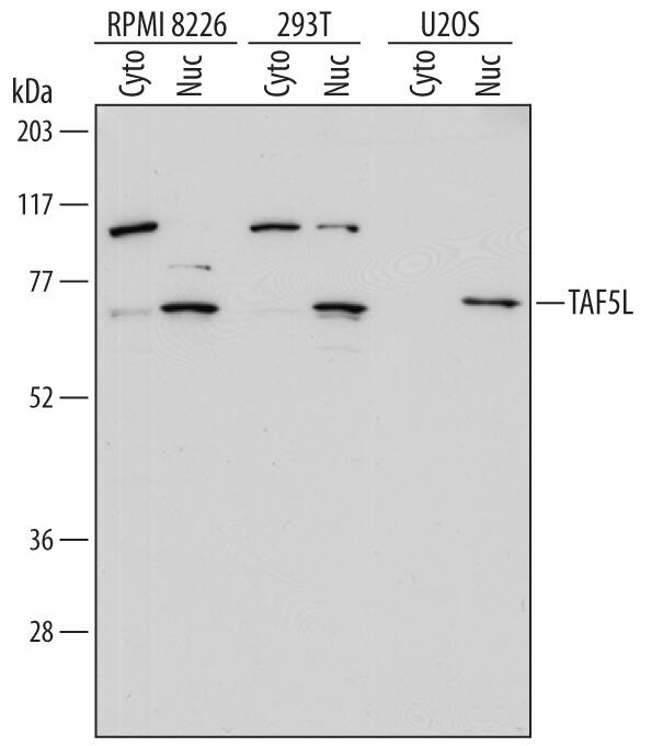 Detection of Human TAF5L antibody by Western Blot.