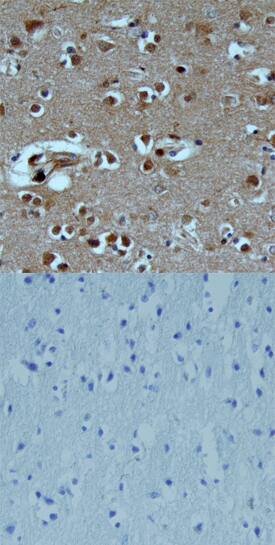 TAFA1/FAM19A1 antibody in Human Brain by Immunohistochemistry (IHC-P).