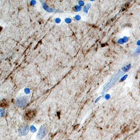 TAFA2/FAM19A2 antibody in Human Brain by Immunohistochemistry (IHC-P).