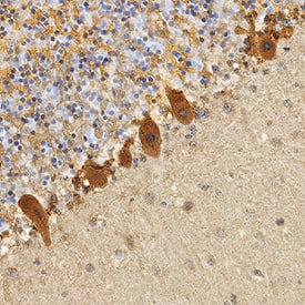 TAFA5/FAM19A5 antibody in Human Cerebellum by Immunohistochemistry (IHC-P).