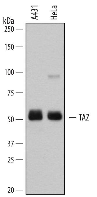 Detection of Human TAZ/WWTR1 antibody by Western Blot.