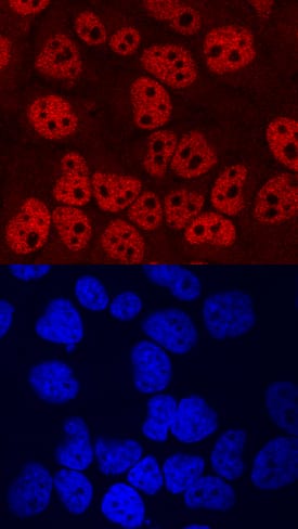 TCF-12/HTF4 antibody in HeLa Human Cell Line by Immunocytochemistry (ICC).