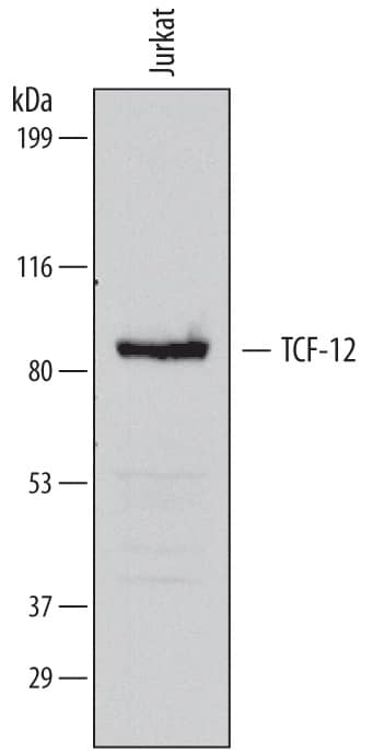 Detection of Human TCF-12/HTF4 antibody by Western Blot.