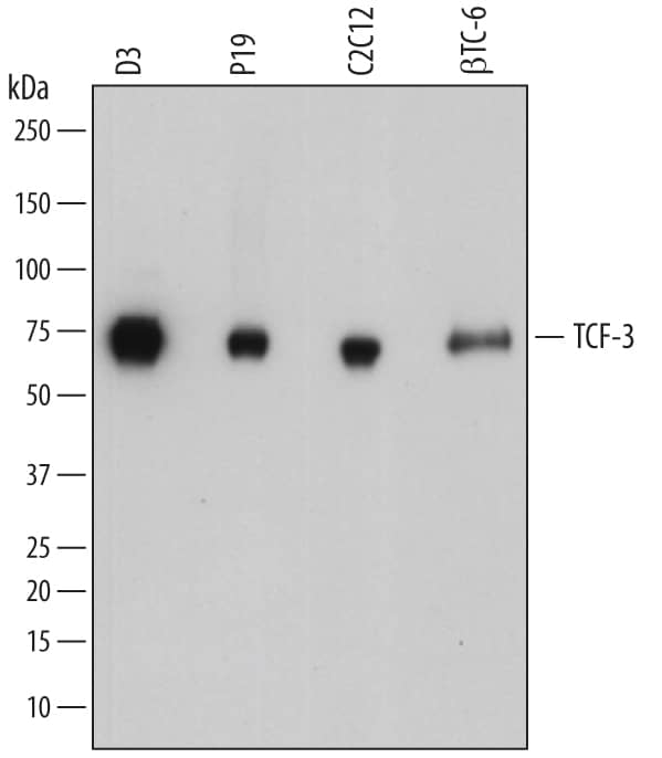 Detection of Mouse TCF-3/E2A antibody by Western Blot.