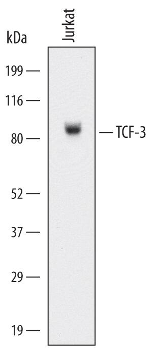 Detection of Human TCF-3/E2A antibody by Western Blot.