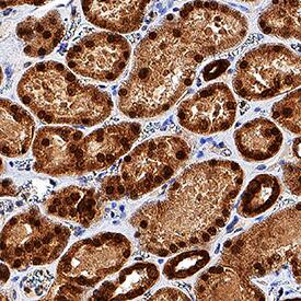 TCF-2/HNF-1 beta antibody in Human Kidney by Immunohistochemistry (IHC-P).