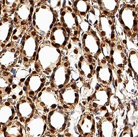 TCF-2/HNF-1 beta antibody in Rat Kidney by Immunohistochemistry (IHC-Fr).