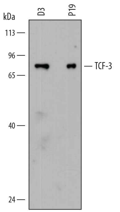 Detection of Mouse TCF-3/E2A antibody by Western Blot.