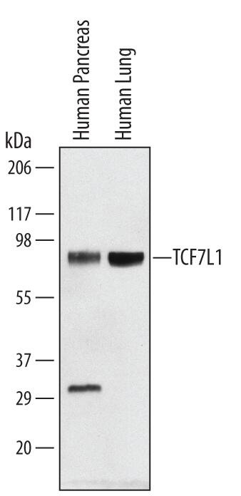 Detection of Human TCF7L1 antibody by Western Blot.