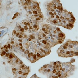 TCF7L1 antibody in Human Brain by Immunohistochemistry (IHC-P).