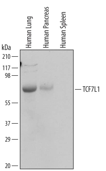 Detection of Human TCF7L1 antibody by Western Blot.