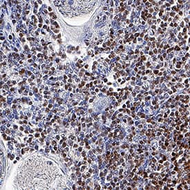 TCF7/TCF1 antibody in Human Thymus by Immunohistochemistry (IHC-P).