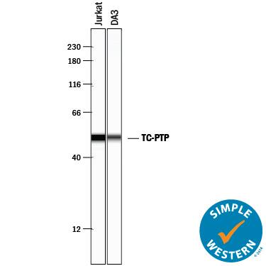 Detection of Human TC-PTP antibody by Simple WesternTM.