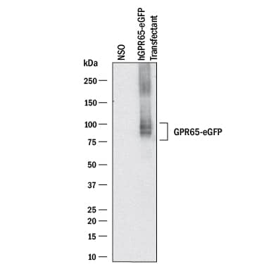 Detection of Human TDAG8/GPR65 antibody by Western Blot.