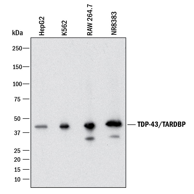 Detection of Human, Mouse, and Rat TDP-43/TARDBP antibody by Western Blot.