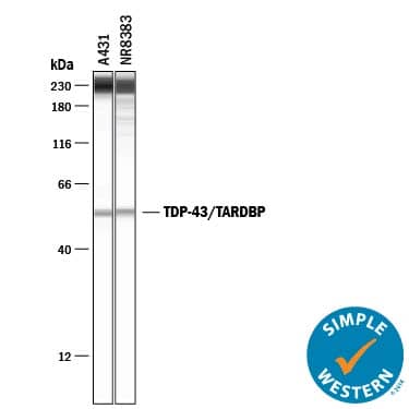 Detection of Human and Rat TDP-43/TARDBP antibody by Simple WesternTM.