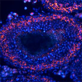 TDRD1 antibody in Mouse Testis by Immunohistochemistry (IHC-Fr).