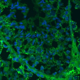 TDRKH antibody in Adult Mouse Testis by Immunohistochemistry (IHC-Fr).