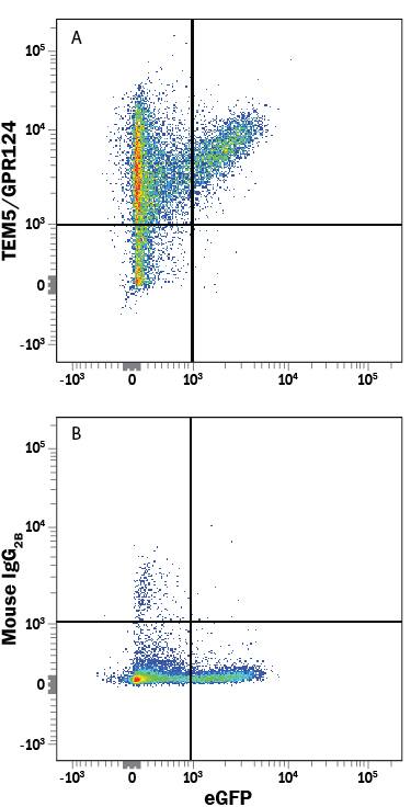 Detection of TEM5/GPR124 antibody in HEK293 Human Cell Line Transfected with Human TEM5/GPR124 and eGFP antibody by Flow Cytometry.