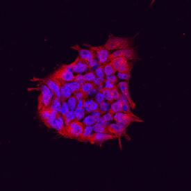 TEX19 by Immunocytochemistry (ICC).1 antibody in D3 Mouse Embryonic Stem Cells by Immunocytochemistry (ICC).