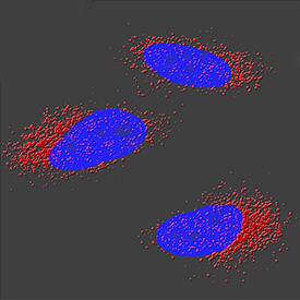 TFEB antibody in A549 Human Cell Line by Immunocytochemistry (ICC).