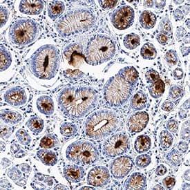 TFF2 antibody in Human Stomach by Immunohistochemistry (IHC-P).