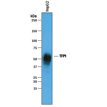 Detection of Human TFPI antibody by Western Blot.