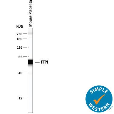 Detection of Mouse TFPI antibody by Simple WesternTM.