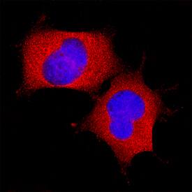 LAP (TGF-beta 1) antibody in HEK293 Human Cell Line by Immunocytochemistry (ICC).