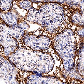 TGF-beta RIII antibody in Human Placenta Tissue by Immunohistochemistry (IHC-P).