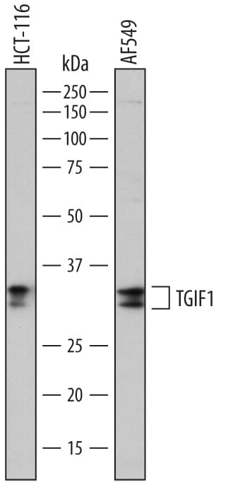 Detection of Human TGIF1 antibody by Western Blot.