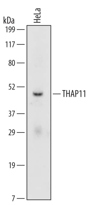 Detection of Human THAP11 antibody by Western Blot.