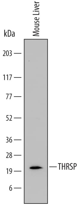 Detection of Mouse THRSP antibody by Western Blot.