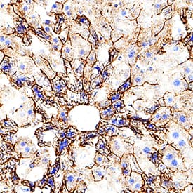 TIM-2 antibody in Mouse Liver by Immunohistochemistry (IHC-Fr).