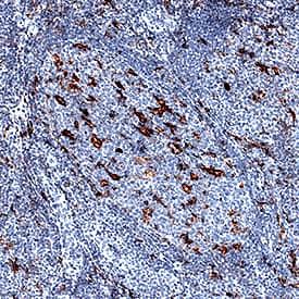 TIM-4 antibody in Human Tonsil by Immunohistochemistry (IHC-P).