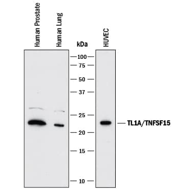 Detection of Human TL1A/TNFSF15 antibody by Western Blot.