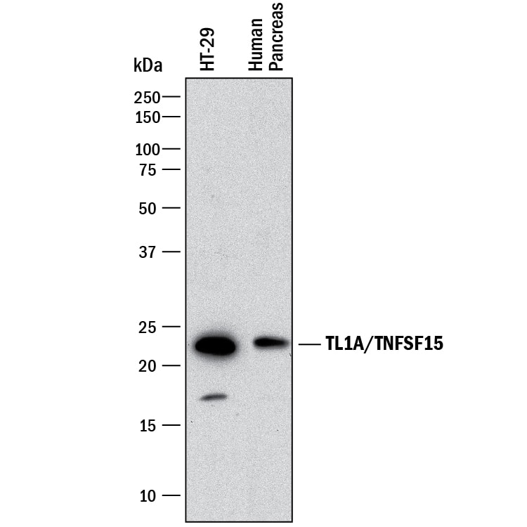 Detection of Human TL1A/TNFSF15 antibody by Western Blot.