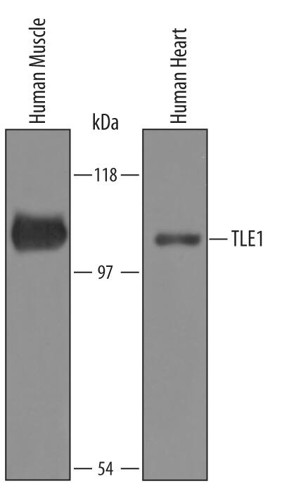 Detection of Human TLE1 antibody by Western Blot.