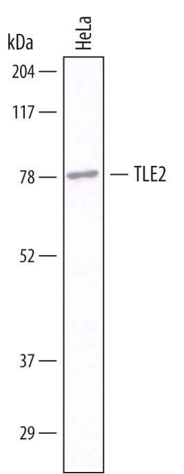 Detection of Human TLE2 antibody by Western Blot.