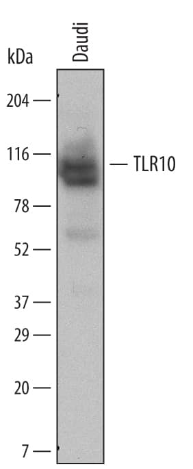 Detection of Human TLR10 antibody by Western Blot.