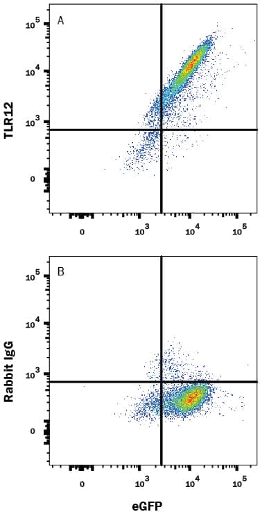 Detection of TLR12 antibody in HEK293 Human Cell Line Transfected with Mouse TLR12 and eGFP antibody by Flow Cytometry.