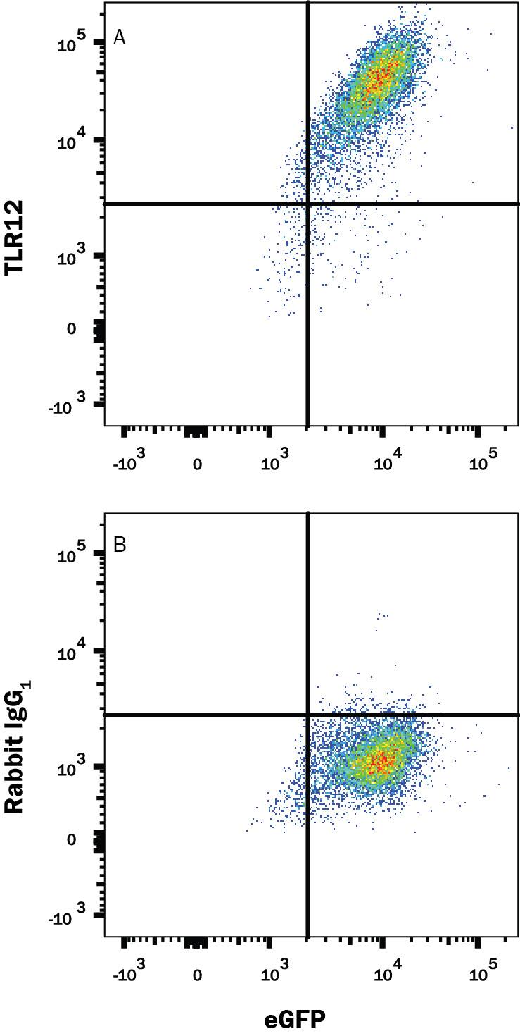 Detection of TLR12 antibody in HEK293 Human Cell Line Transfected with Mouse TLR12 and eGFP antibody by Flow Cytometry.