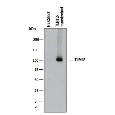 Detection of Mouse TLR12 antibody by Western Blot.