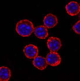 TLR4 antibody in RAW 264 by Immunocytochemistry (ICC).7 Mouse Cell Line by Immunocytochemistry (ICC).