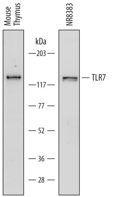 Detection of Mouse and Rat TLR7 antibody by Western Blot.