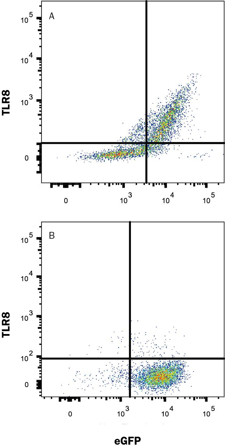 Detection of TLR8 antibody in HEK293 Human Cell Line Transfected with Human TLR8 and eGFP antibody by Flow Cytometry.