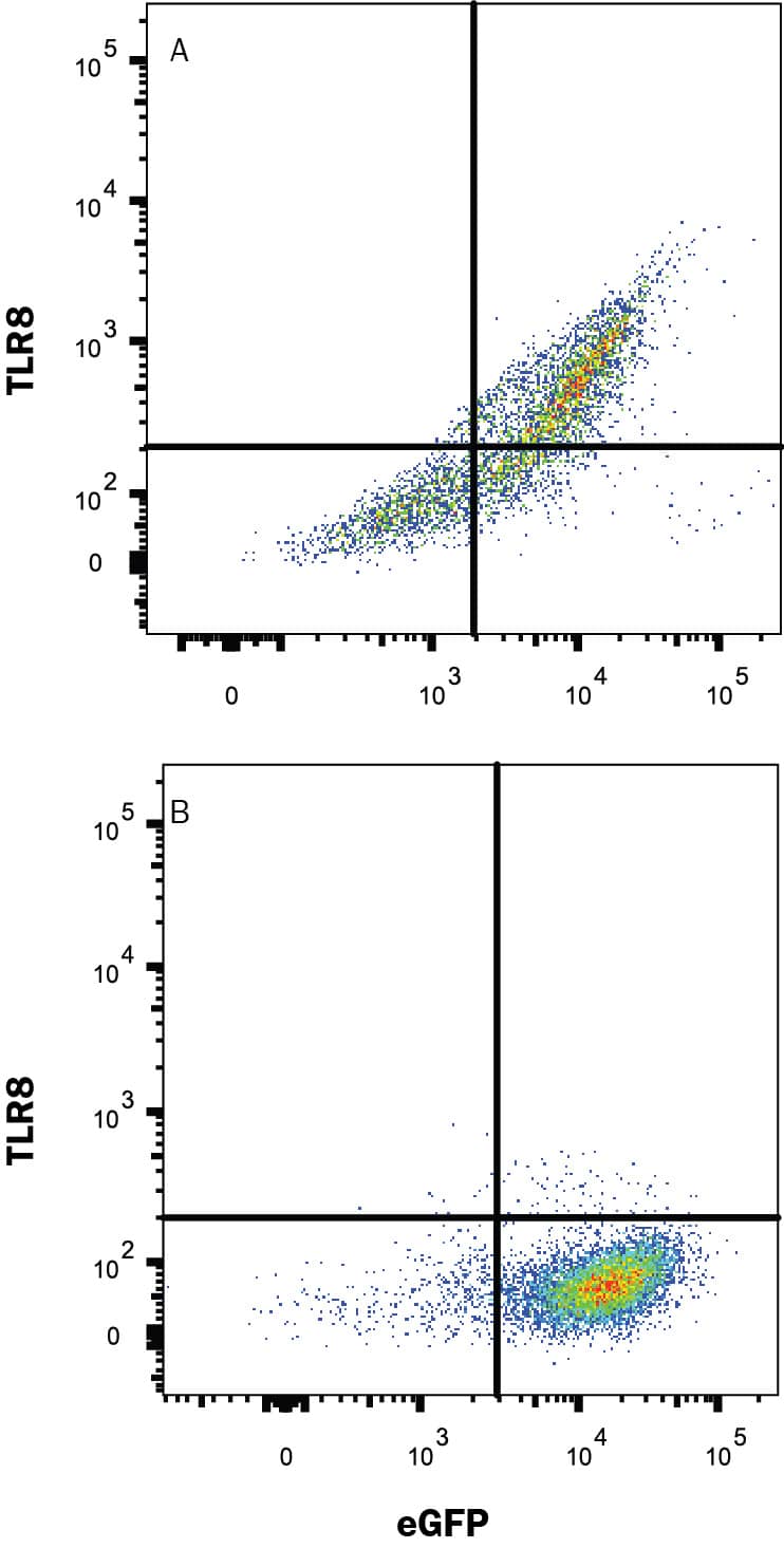 Detection of TLR8 antibody in HEK293 Human Cell Line Transfected with Human TLR8 and eGFP antibody by Flow Cytometry.