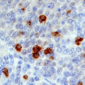TLR9 antibody in Human Tonsil by Immunohistochemistry (IHC-P).