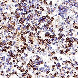 TLR9 antibody in Mouse Spleen by Immunohistochemistry (IHC-Fr).